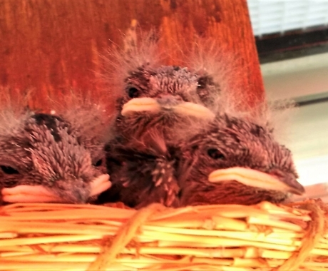 2017 ツバメ Watch Vol.4