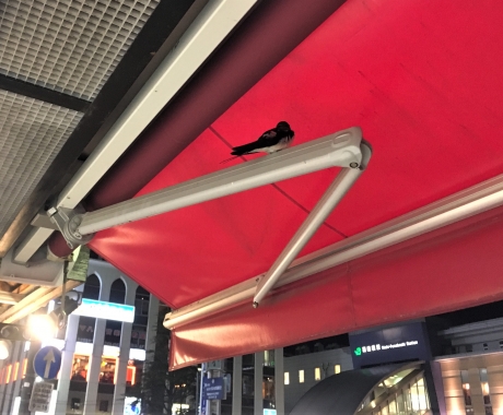 2019 ツバメ